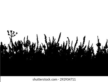 Heather flowers blossom  - black silhouette - isolated on white background - space for text - vector