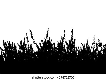 Heather flowers blossom - black silhouette - isolated on white background - space for text - vector