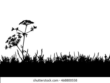 Heather flowers blossom - black silhouette - isolated on white background - space for text - vector