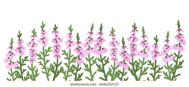 heather flowers, Calluna vulgaris, vector drawing wild plants at white background, floral elements, hand drawn botanical illustration