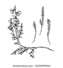 Heather ling erica calluna flower. Heathland moorland evergreen shrub plant, Scotland symbol, dye ale honey ingredient. Single element botanical vector ink hand drawn illustration. Florist jewellery