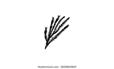Heather plant, black isolated vector silhouette