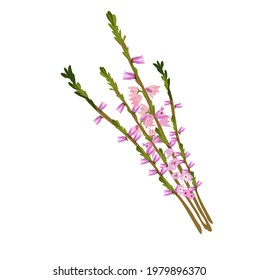 Heather vector stock illustration. A delicate bouquet of pink wildflowers. Isolated on a white background.