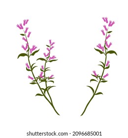 Heather vector stock illustration. A delicate bouquet of pink wildflowers. Isolated on a white background.