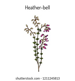 Heather-bell (Erica cinerea), medicinal, ornamental and honey plant. Hand drawn botanical vector illustration