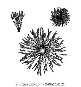 heathers flower hand drawing vector isolated on white background.