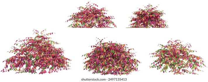 Heavenly bomboo trees with transparent background, 3D rendering, for illustration, digital composition, architecture visualization