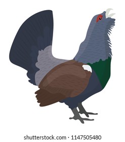 
Heavy feathered bird in blue color and small feet, western capercaillie 
