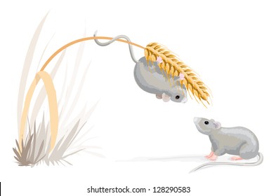 heavy mouse on a corn stalk
