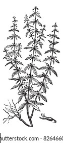 Hedeoma pulegioides (American Pennyroyal, or American False Pennyroyal vintage engraving. Old engraved illustration of Hedeoma pulegioides. Trousset encyclopedia (1886 - 1891).