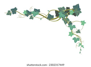 Planta de escalada exótica de Hedera con follaje y hojas de siempre verde. Flor de hiedra aislada con tallo y ramas, ramas y flora. Biodiversidad botánica y natural, diseño de esquina. Vector de estilo plano