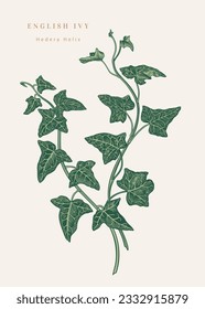 Hedera helix. Hiedra inglesa. Composición con dos ramas de una planta. Ilustración botánica vectorial. Colorido. Aislado.