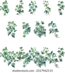 Hedera nepalensis.Watercolor green ivy leaves isolated on white background. Hand painted illustration