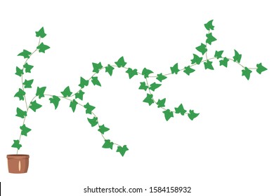 Hedera vector isolated flat stock image on white background. Potted potted ivy for interior design