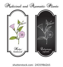 Hedge bindweed (Calystegia sepium), edible and medicinal plant. Hand drawn botanical vector illustration