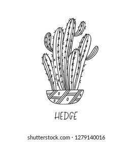 Hedge cactus in decorative pot in doodle style with a handwritten title. Vector illustration. Design elements for stamp, poster, stickers