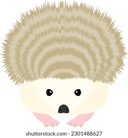 Hedge hog vector image or clipart