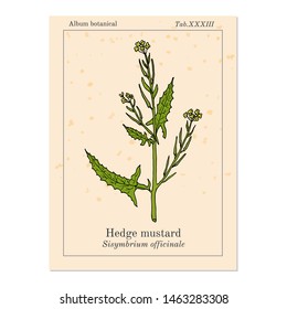 Hedge mustard (Sisymbrium officinale), medicinal plant. Hand drawn botanical vector illustration