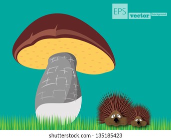 hedgehog