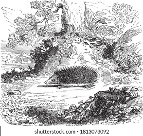 Hedgehog animal, From the Dictionary of Word and Things, 1888.