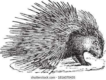 Hedgehog animal, From the Dictionary of Word and Things, 1888.