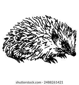 Hedgehog. Animal illustration. Hand drawn linear sketch. Black and white silhouette.