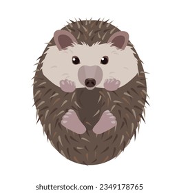 Hedgehog animal isolated on white background. Prickly hedgehog curled up. Wild forest animal. Vector icon illustration.