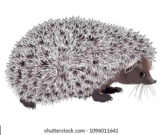 Hedgehog animal realistic vector illustration isolated on white background