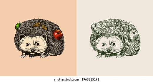 Hedgehog with apples. Spiny forest animal. Prickly creature. Vector Engraved hand drawn Vintage sketch for label or poster.