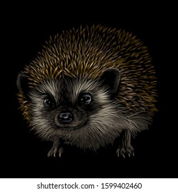 Hedgehog. Artistic, color, drawn portrait of a hedgehog on a black background.