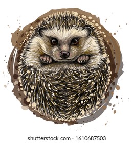 Hedgehog. Artistic, drawn, color portrait of a hedgehog in watercolor style on a white background.