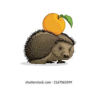 The hedgehog carries an apple on its back. Vector illustration.