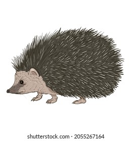 Hedgehog-Cartoon-Vektorgrafik auf weißem Hintergrund