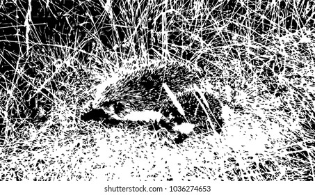 Hedgehog with a cub for a walk.