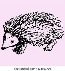 hedgehog, doodle style sketch illustration hand drawn vector 