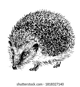 Hedgehog hand-drawn with black ink and brush. Isolated on white