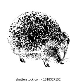 Hedgehog hand-drawn with black ink and brush. Isolated on white