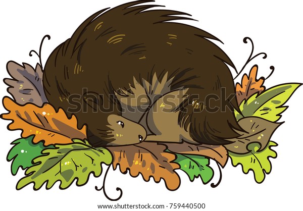 Hedgehog Hibernating During Winter Pile Leaves Stock
