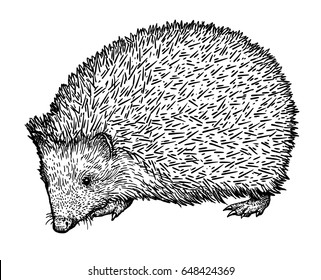 Hedgehog illustration, drawing, engraving, ink, line art, vector