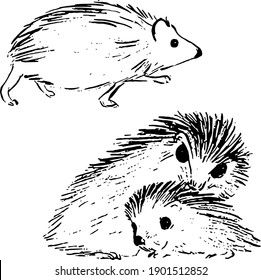 Hedgehog ink sketches. Forest wildlife animals drawings set. Nature theme, simple textured vector artworks collection. 