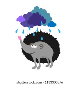 hedgehog likes rain