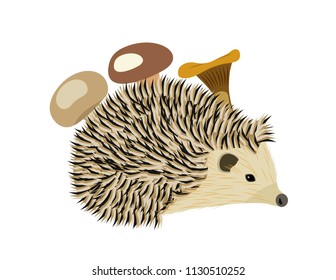 Hedgehog with mushrooms on a white background
