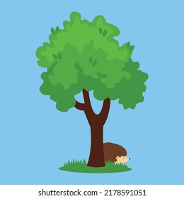 hedgehog on the grass under a tree