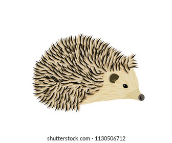 Hedgehog on white background