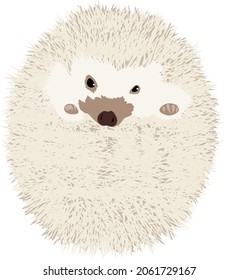 Hedgehog is a popular pet. It was named hedgehog because of its peculiar foraging methods