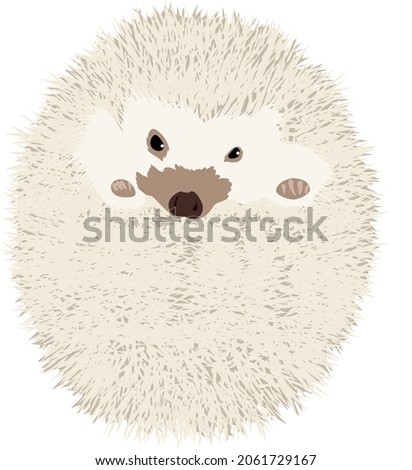 Hedgehog is a popular pet. It was named hedgehog because of its peculiar foraging methods
