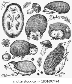 Hedgehog set. Spiny forest animal. Vector Engraved hand drawn Vintage sketch for label or poster.