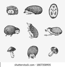 Hedgehog set. Spiny forest animal. Vector Engraved hand drawn Vintage sketch for label or poster.