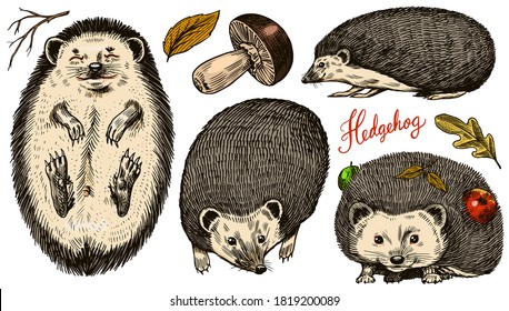Hedgehog set. Spiny forest animal. Vector Engraved hand drawn Vintage sketch for label or poster.