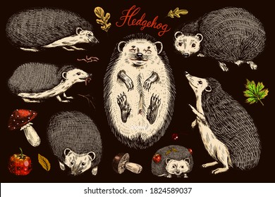 Hedgehog set. Spiny forest animal. Vector Engraved hand drawn Vintage sketch for label or poster.
